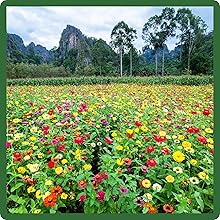 Field of Zinnia Elegans Flower Mixture