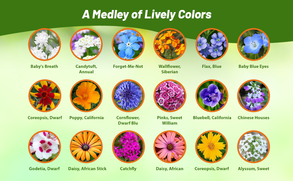 Flower Varieties in Low Growing Wildflower Mixture