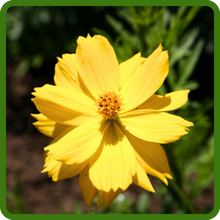 Drought Tolerant Cosmos Sulphureus Flowers