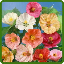 Annual Abutilon Parlor Maple is Fast Growing