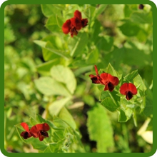 Fast Growing Annual Asparagus Pea Plants