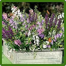 Angelonia Container Plants Raised Flower Bed