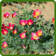 Drought Tolerant Eschscholzia Californica Carmine King Garden Flowers