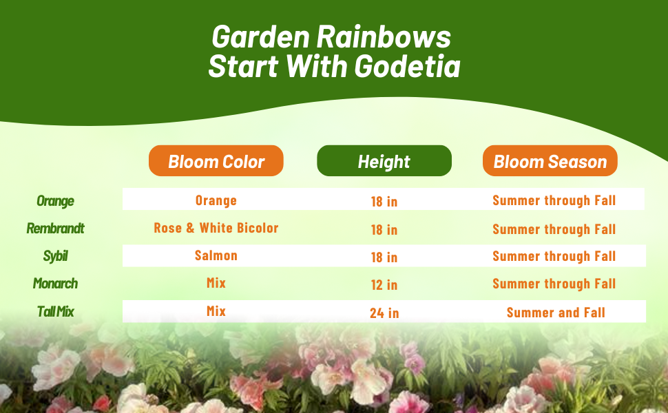 Bloom Color, Season, & Height Chart of Godetia Plants