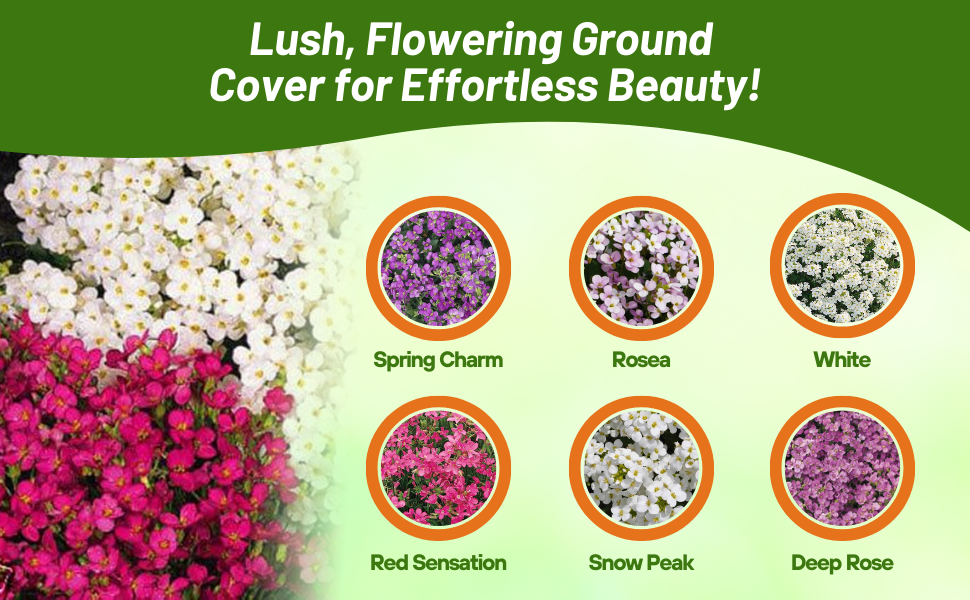 Seed Varieties of Arabis Wall Rock Cress Flowering Ground Cover