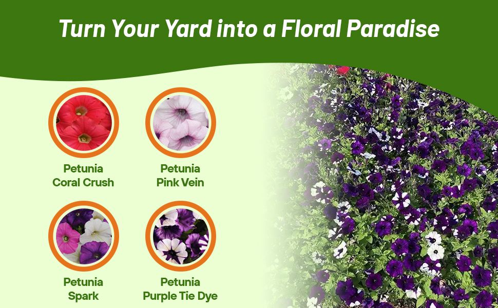 Coral Crush, Pink Vein, Spark, and Purple Tie Die Shock Wave Petunia Varieties