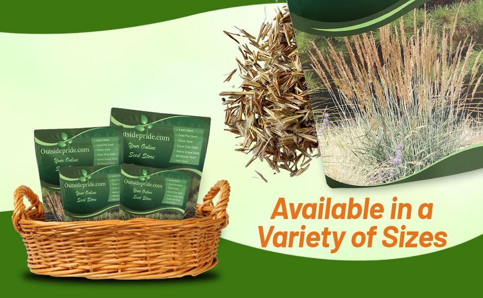 Perennial Indian Prairie Grass Seeds For Meadows Bulk Pound
