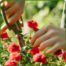 Birds & Butterfly Low Maintenance Wildflowers