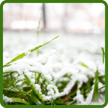 Cold Tolerant Hard Fescue Lawn Grass Seed For Full Sun or Partial Shade