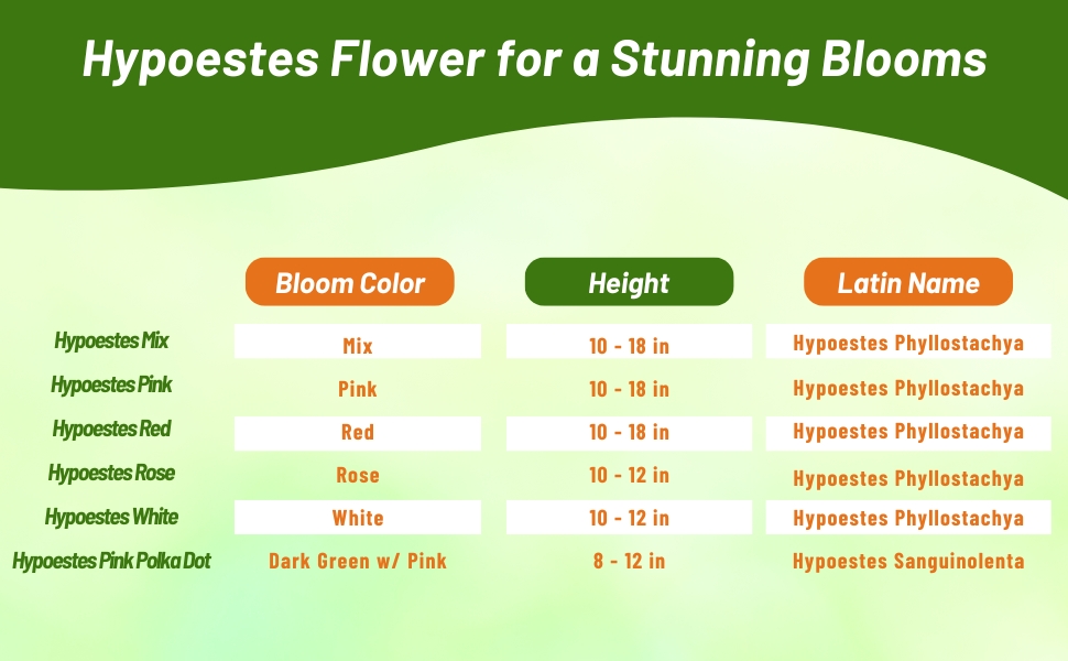 Bloom Season, Color, and Latin Name Chart of Hypoestes