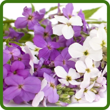 Fragrant Dame's Rocket Blooms