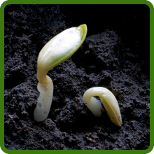 Fast Germinating Perennial Osteospermum African Daisy