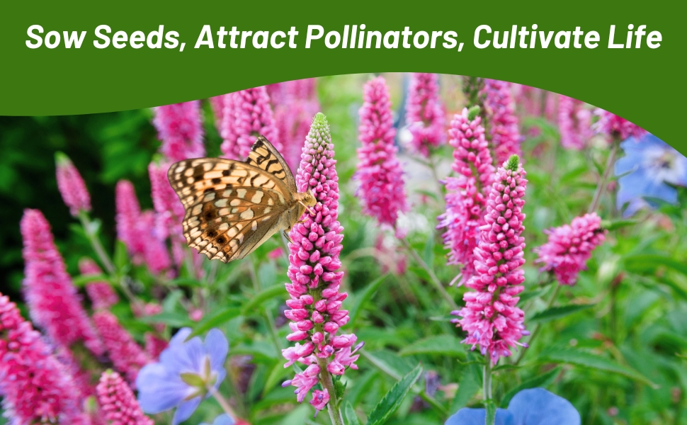 Pollinating Butterfliy on Veronica Spiked Speedwell Flower