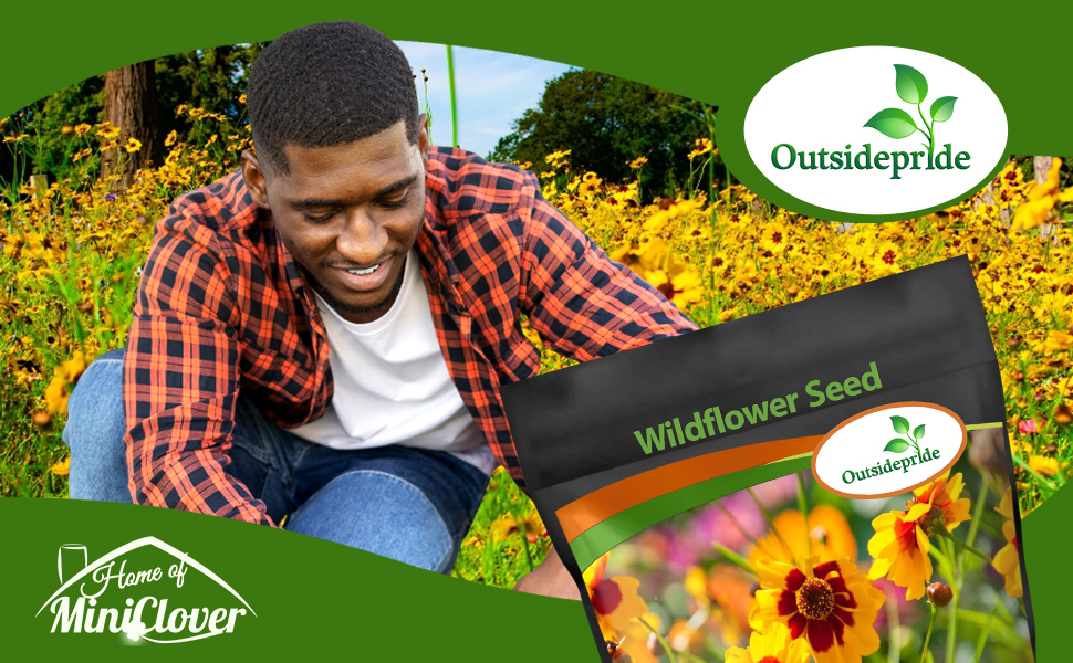 Plains Coreopsis Wildflower Meadown Planted From Seeds