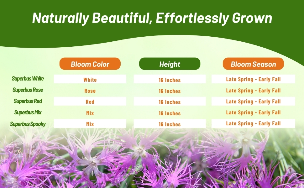 Dianthus Superbus Bloom Season, Height, & Color Chart
