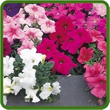 Petunia Hybrida Flower Container