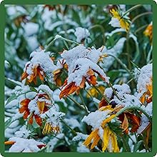 Cold Hardy Iceland Poppy