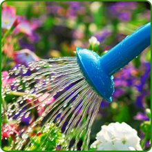 Low Water Requirement for Balcony Flowers
