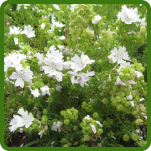 White Musck Mallow Suitable for Cottage Gardens