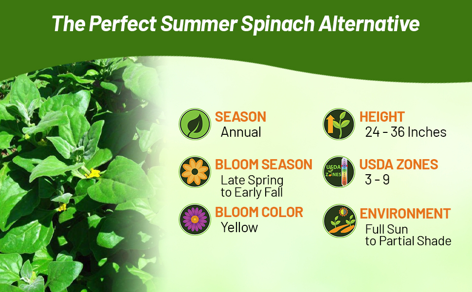 Summer Annual New Zealand Spinach Vegetables