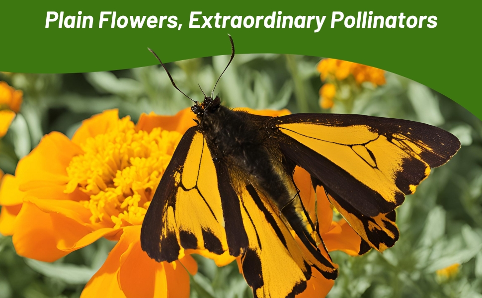 Pollinating Butterfly on Tagetes Patula French Marigold Blooms