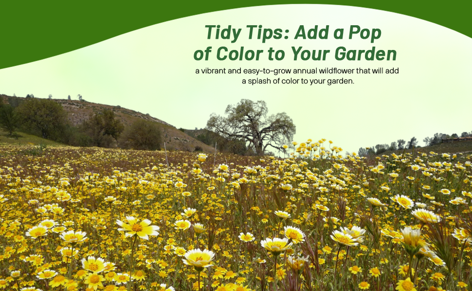 Tidy Tips Wildflower Meadow Planted From Flower Seeds