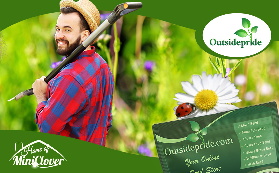 Field Of Low Growing Wildflowers