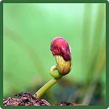 Sprout of Dryland Wildflowers