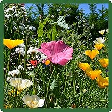 Close up Flower Images of Southeast Wildflower Seed Mixture