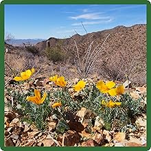 Heat & Drought Tolerant Mission Bells California Poppies