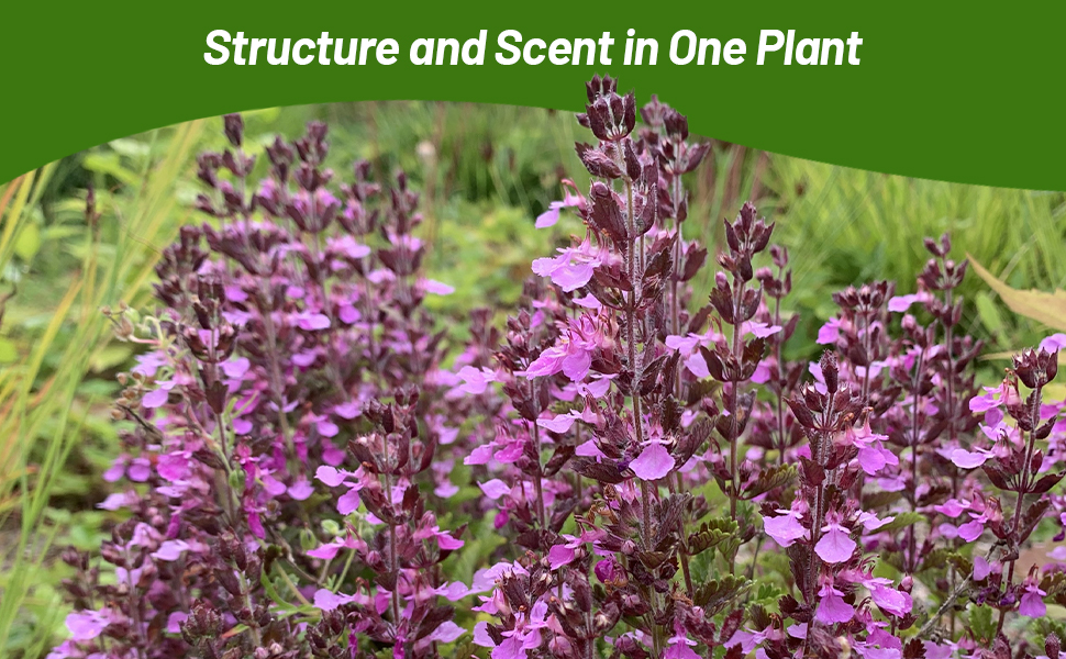 Fragrant Germander Shrub Like Plants In Herb Garden