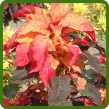 Tropical Flower Appearance of Amaranthus