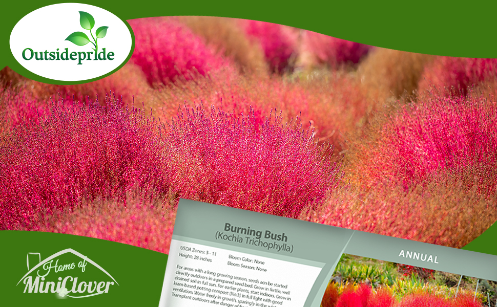 Kochia Burning Bush Plant