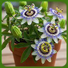 Passion Flower Container Plant