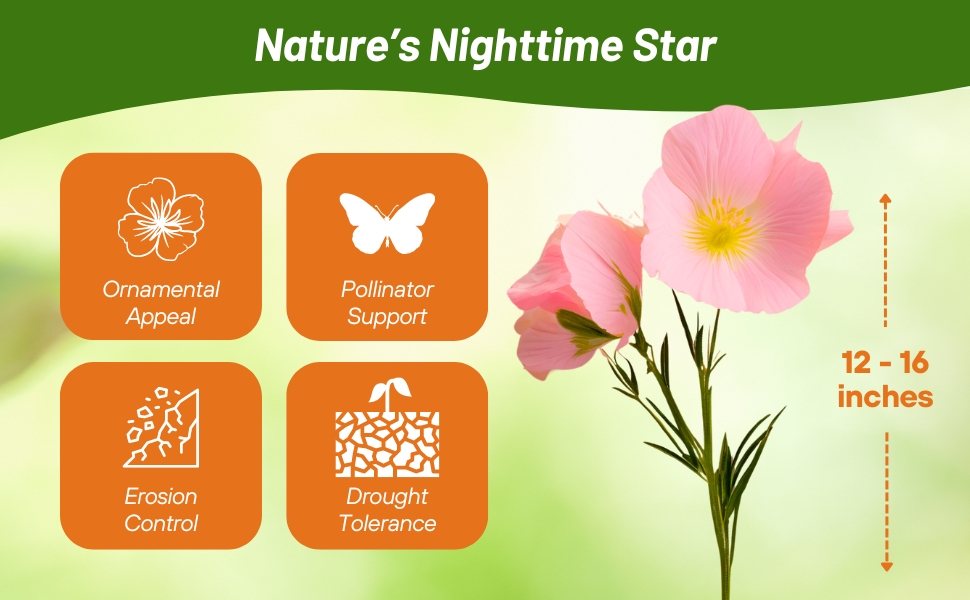 Drought Tolerant Showy Evening Primrose For Erosion Control