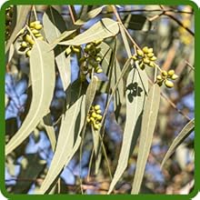 Eucalyptus Lemon Bush Full Sun