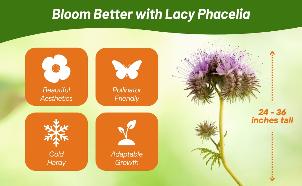 Cold Hardy 2 - 3 Feet Tall Lacy Phacelia Plants