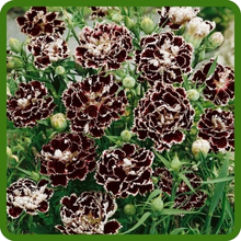Continuous Blooms of Dianthus Plants