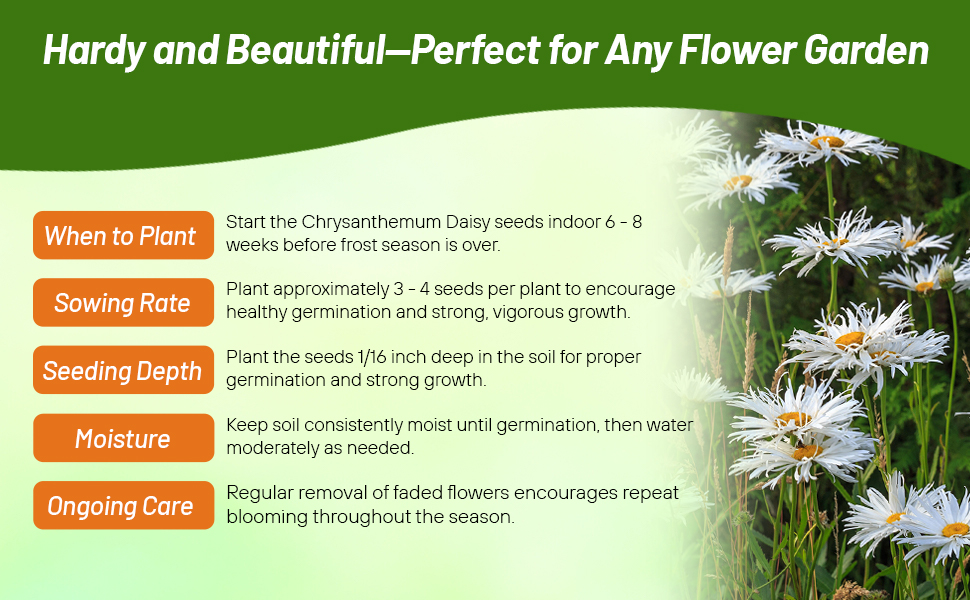 Planting Diretions For Perennial Chrysanthemum Shasta Crazy Daisy Flower Seeds