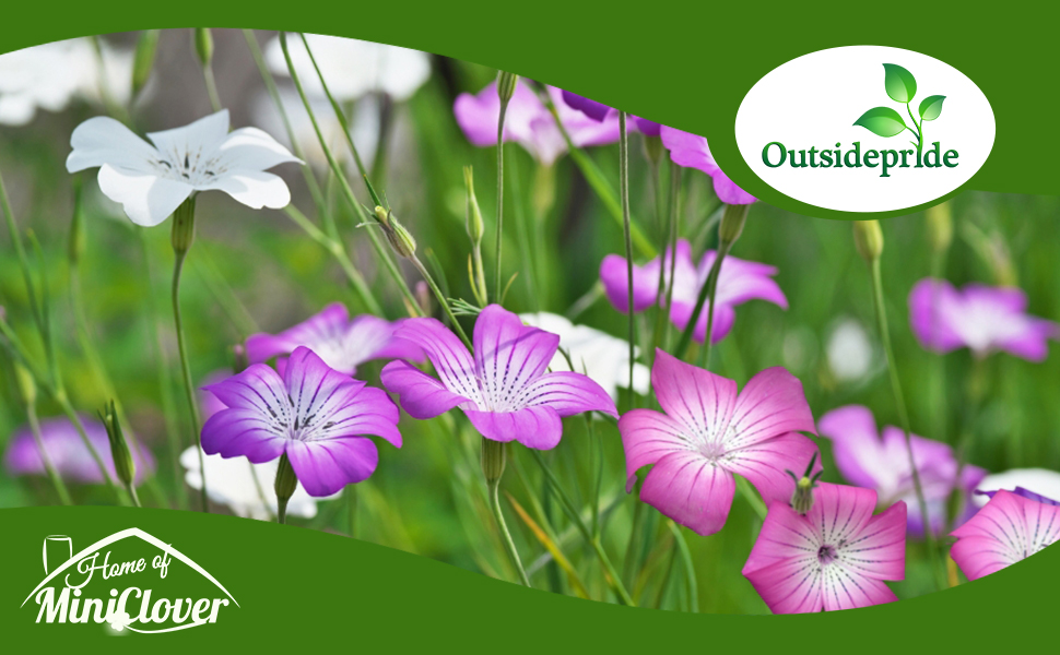 Agrostemma Flower Garden