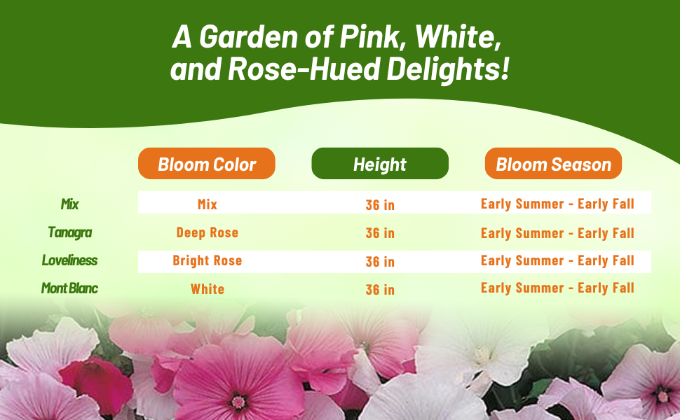 Bloom Color, Height, & Season Chart of Rose Mallow Plant Varieties