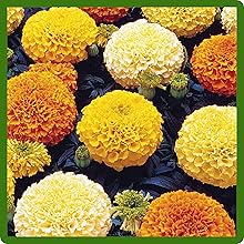 Round Flower Heads of Tagetes erecta African Marigold Flowers