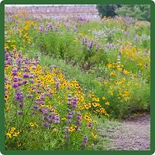 Heat Tolerant Southwest Wildflower Seed Mixture