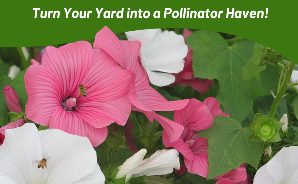 Pollinator Bees on Rose Mallow Flowers