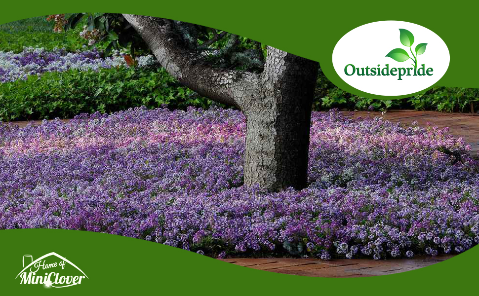 Alyssum Ground Cover Seeds For Planting