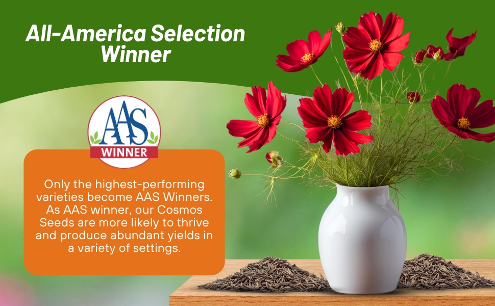 All American Selection Winner Cosmos Sensation Dazzler Flowers