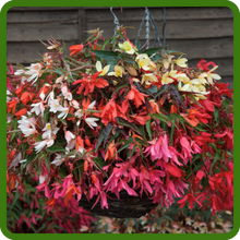 Groovy Begonia in Variety of Colors