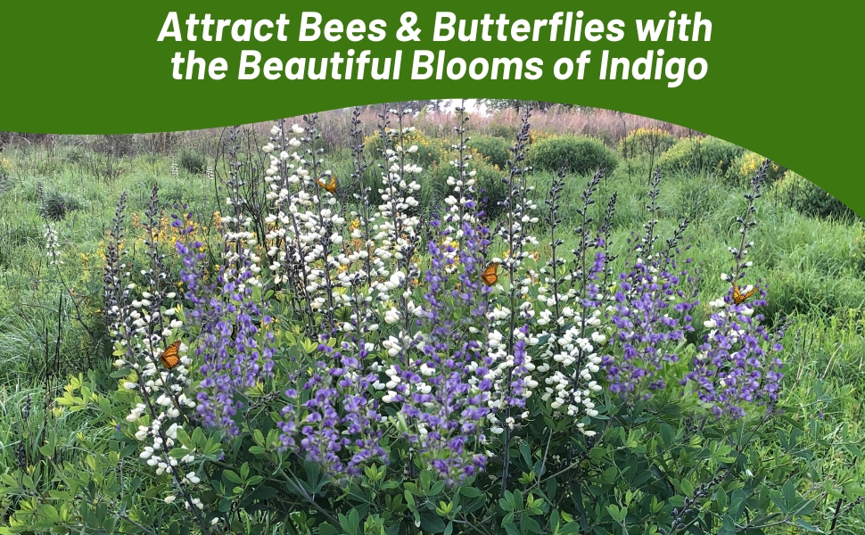Bees, Butterflies, & Other Pollinators on Indigo Plants