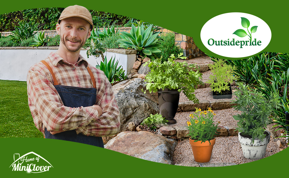 Artemisia Herb Garden Grown From Herb Seeds