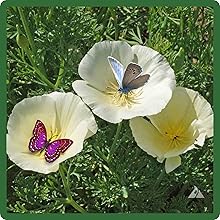White California Poppy Butterfly Attractant